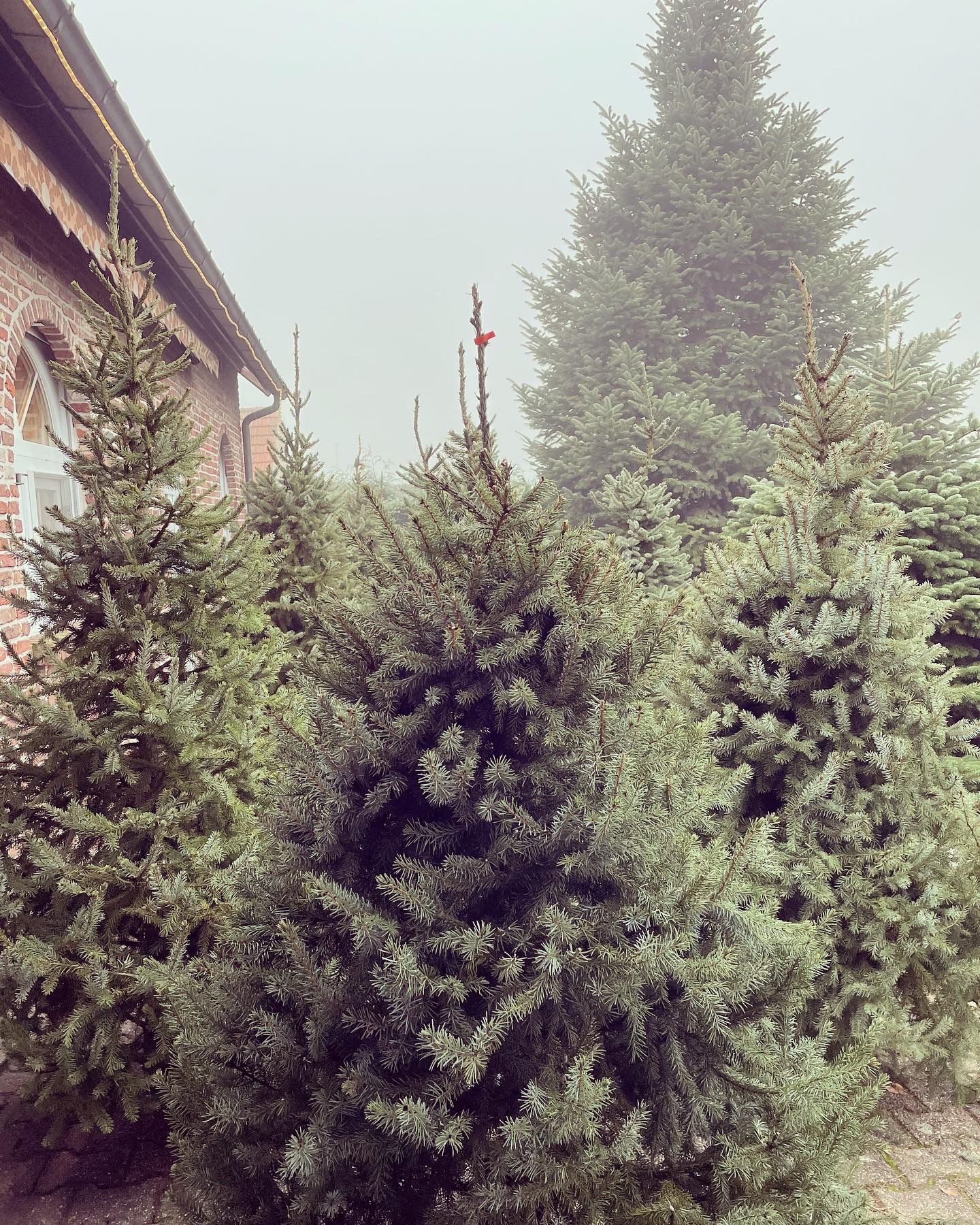 Kerstboom